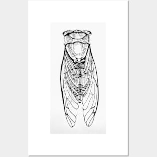 Cicada - theartproject Posters and Art